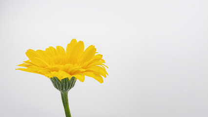 黄色いガーベラの花 横 マクロ撮影 白背景