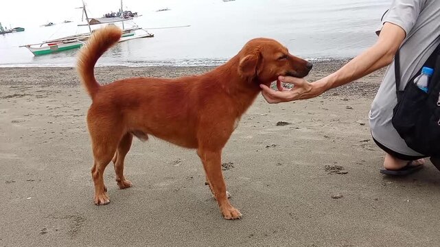 a guy petting a dog. beach