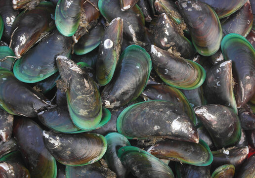 Fresh raw green mussels background, Perna Viridis, Green-lipped mussels.	