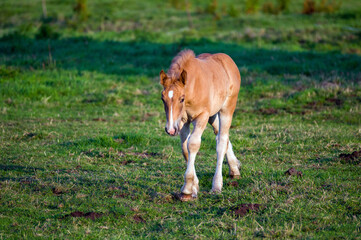 Mały źrebak chodzący na pastwisku po zielonej trawie.   © Monika