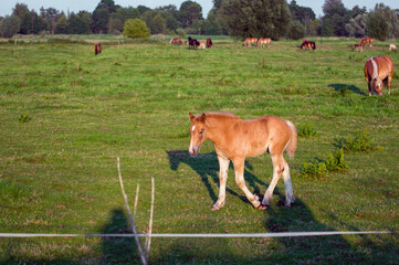 Mały źrebak chodzący na pastwisku po zielonej trawie. © Monika