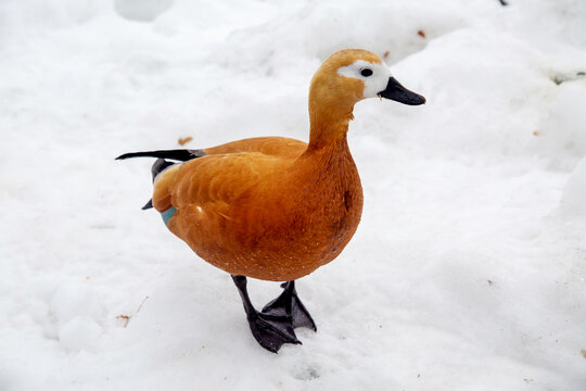 The ogar duck is a male standing in the snow on a clear sunny day. Birds, ornithology, ecology.
