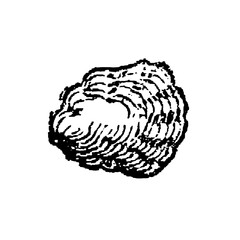 Oyster shell, detailed illustration of rough, irregular bivalve exterior and smooth interior, old vintage illustration, 1897. © Timofeeff