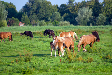 Fototapeta premium Stado koni na pastwisku las na horyzoncie błękitne niebo.