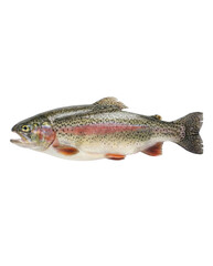 Naklejka premium Vibrant Rainbow Trout Fish with Iridescent Scales and Distinct Pink Stripe, Ready for Fishing, Culinary, or Aquatic Life Concepts isolated PNG with Transparent Background