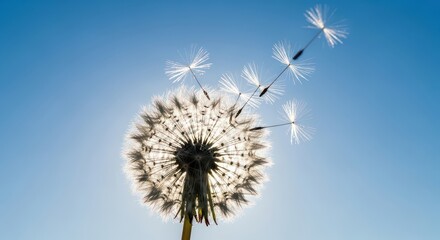 Obraz premium The delicate seeds of a dandelion are caught by the wind and float away against a bright blue sky.