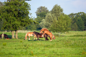 Konie na pastwisku prokreacja ogier zapładniający klacz.   © Monika