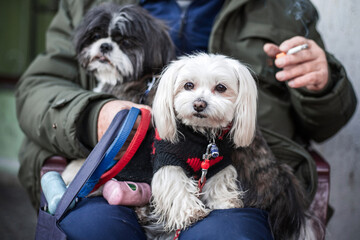 Two small dogs sit on their owner’s lap
