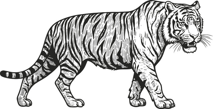black and white tiger illustration walking side view detailed majestic wild animal