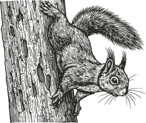 Obraz premium Detailed black and white illustration of a squirrel climbing a tree trunk in nature wildlife scene