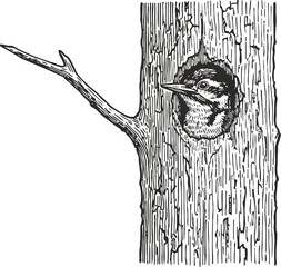 Fototapeta premium Woodpecker peeking from tree hollow detailed black and white bird illustration with textured bark and branch