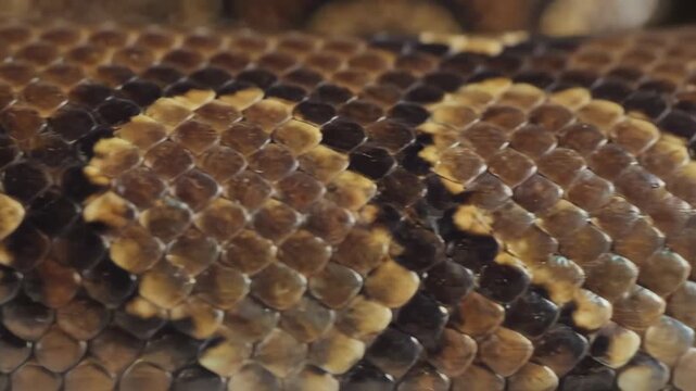 Close-up view of a snakes scales, showing intricate patterns and textures.