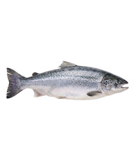 Obraz premium Fresh whole Atlantic salmon fish with silver scales and dark spots, ready for cooking or display in a seafood market isolated PNG with Transparent Background