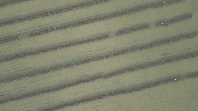 Oyster Farm Sea Birds-Eye-View Aerial Whitstable UK