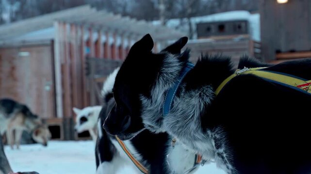 Team of Huskies transporting sleds in snowy wilderness