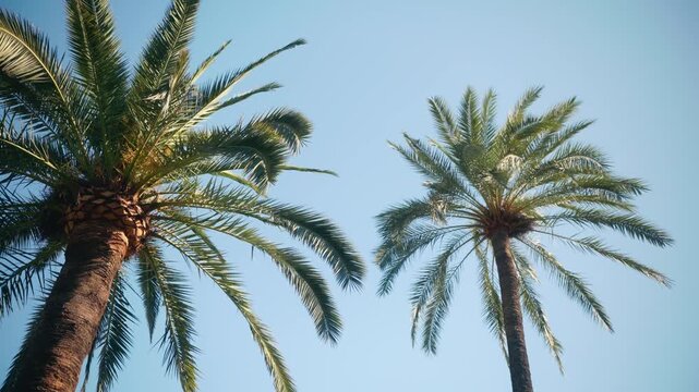 Tall palm trees viewed from below against clear sky