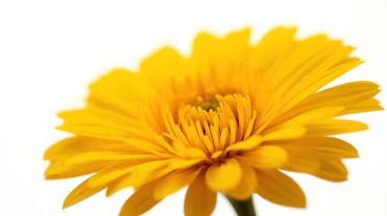 Obraz premium Close-up of a bright yellow flower on white background