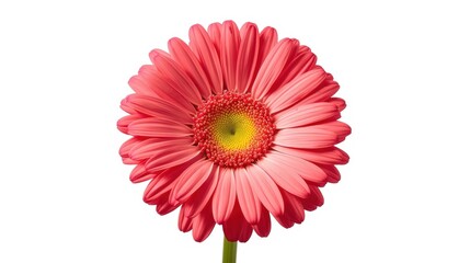 Pink gerbera daisy flower on white background