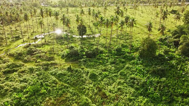 Drone turning right, tropical coconut palms, countryside road, Puerto Princesa