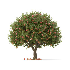 realistic apple tree with fruits isolated on white