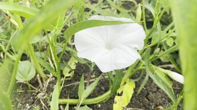 Beautiful white water spinach flower blooming among green leaves