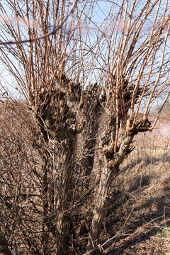 Old pollarded black locust trees with dense new shoots growing from cut trunks, early spring regrowth in rural landscape under clear sky.
