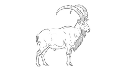 Obraz premium Majestic Mountain Goat Portrait: A meticulously detailed pen-and-ink illustration showcases the powerful silhouette of a mountain goat, highlighting its impressive horns and rugged physique.