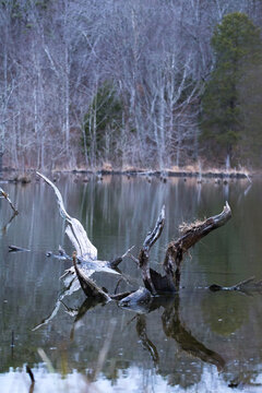 Peaceful nature scene featuring weathered driftwood emerging from the still surface of a quiet lake. The calm water reflects the twisted wood and the surrounding forest of bare winter trees, creating 