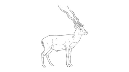 Obraz premium Gazelle Sketch: An elegant gazelle, its sleek form defined in an artistic sketch, showcases its graceful silhouette against a neutral backdrop, ready to be colored.