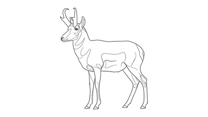 Obraz premium Pronghorn Antelope Sketch: A detailed outline drawing of a majestic pronghorn antelope, captured in a minimalist style, emphasizing its elegant form and distinctive horns.