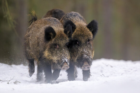 Wild boars running together on snow in winter
