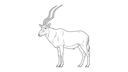 Fototapeta premium Addax Antelope Illustration: A detailed black and white illustration captures the elegant form of an Addax antelope, showcasing its distinctive long, spiraling horns and graceful posture.