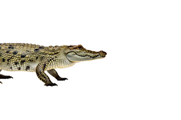 Fototapeta premium A realistic crocodile isolated on a PNG background