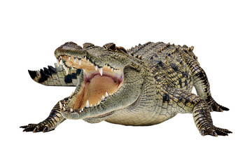 Fototapeta premium A highly detailed crocodile standing with mouth slightly open