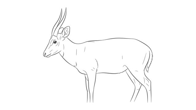 Suni Antelope: Delicate line art captures the essence of a suni antelope, showcasing its elegant form, slender legs, and graceful pose.