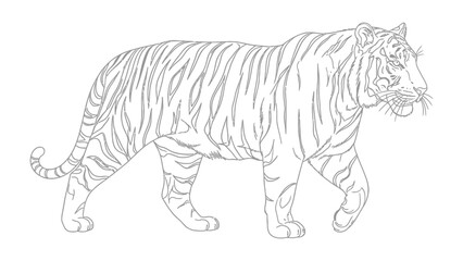 Fototapeta premium Line Art of Majestic Tiger: A detailed line art depiction of a tiger, showcasing its iconic stripes, powerful physique, and regal posture, representing the animal's untamed nature