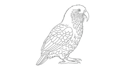 Fototapeta premium Parrot Outline Drawing: A detailed line drawing of a parrot, showcasing its unique feather patterns and distinctive beak, perfect for creative projects and educational materials.