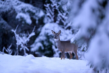 Roe deer in winter forest © Erik Mandre