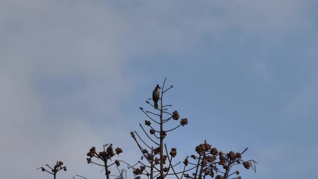 bird on a fence