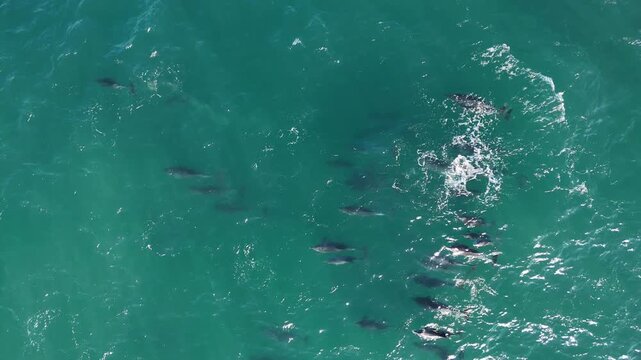 Aerial drone view of a dolphin pod hunting during the sardine run, powerful ocean waves and swirling bait balls forming dynamic natural patterns, capturing marine wildlife behavior and raw energy of