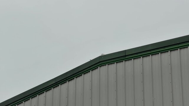 Seagulls sitting on metal warehouse detail