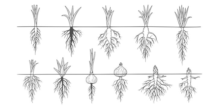 Botanical illustration set of diverse plant root types and systems, including taproots, fibrous roots, tubers, bulbs, and rhizomes in a hand-drawn style.
