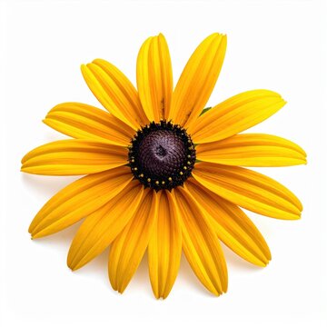 Yellow Black Eyed Susan Flower With Dark Brown Seed Head And Bright Petals Vibrant Rudbeckia Garden Bloom With Detailed Floral Texture isolated on white background