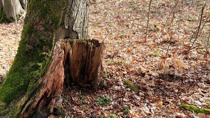 Fototapeta premium stump in the forest