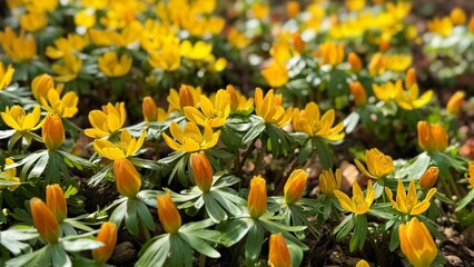 yellow and red tulips and crocus