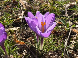 spring crocus flowers