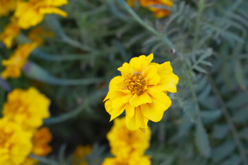 Fototapeta premium Yellow french marigold flower blossom in garden, Yellow french Mari Gold flowers for decorate garden, Close up of beautiful small marigold flower in garden. Marigold flowers bloom in nature