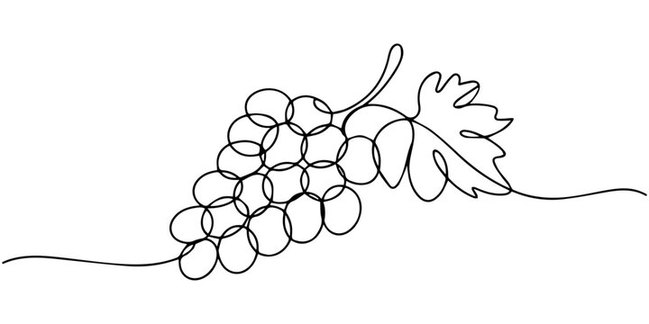 continuous one line drawing Vector illustration of a single line drawing grapevine with leaves and grapes