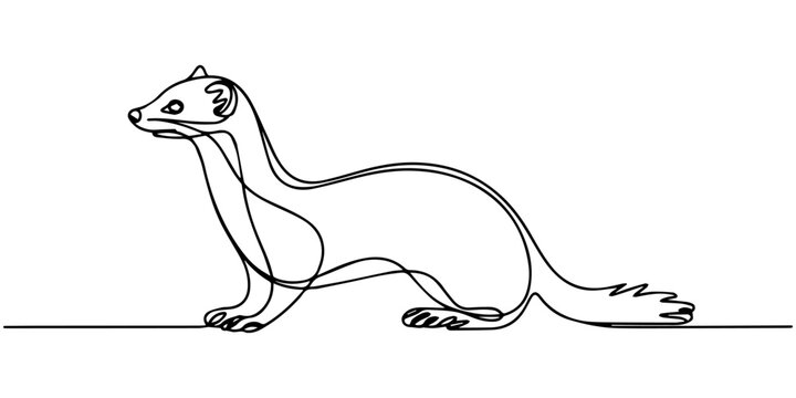 Vector illustration of a ferret in continuous one line drawing style