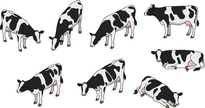 Isometric dairy cow set, black and white cattle grazing, standing and resting farm animals, livestock agriculture vector illustration